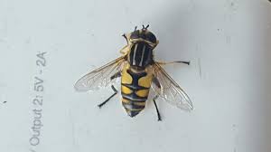 Attēlu rezultāti vaicājumam “Helophilus sp.”