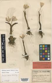 Attēlu rezultāti vaicājumam “Colchicum szovitsii subsp. szovitsii flower”