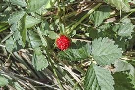 Attēlu rezultāti vaicājumam “Potentilla erecta fruit”