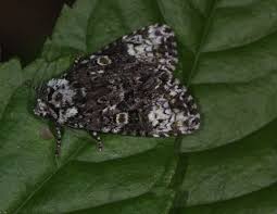 Attēlu rezultāti vaicājumam “Craniophora ligustri imago”