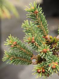 Attēlu rezultāti vaicājumam “Picea”