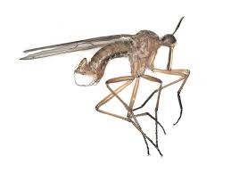 Attēlu rezultāti vaicājumam “Empididae”