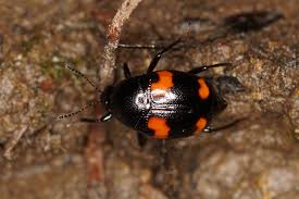 Attēlu rezultāti vaicājumam “Scaphidium quadrimaculatum”