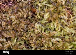 Attēlu rezultāti vaicājumam “Grimmia muehlenbeckii sporophyte”