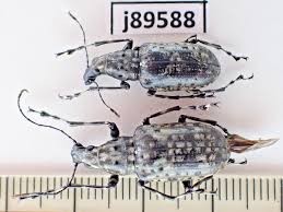 Attēlu rezultāti vaicājumam “Anthribidae”