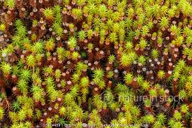 Attēlu rezultāti vaicājumam “Polytrichum juniperinum”