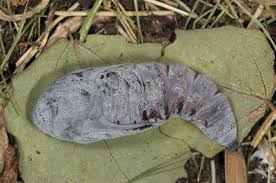 Attēlu rezultāti vaicājumam “Catocala fraxini”