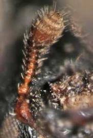 Attēlu rezultāti vaicājumam “Hylastes sp.”