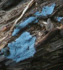 Attēlu rezultāti vaicājumam “Byssocorticium atrovirens”