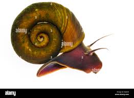 Attēlu rezultāti vaicājumam “Planorbis planorbis”