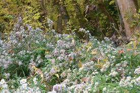 Attēlu rezultāti vaicājumam “Symphyotrichum x salignum flower”