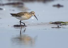 Attēlu rezultāti vaicājumam “Calidris ferruginea”