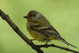 Image result for Carduelis citrinella