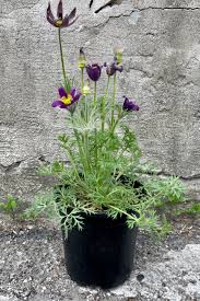 Image result for Pulsatilla