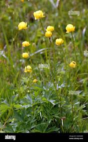 Image result for Trollblume