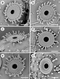 Attēlu rezultāti vaicājumam “Cystocoleus ebeneus”