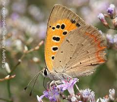 Attēlu rezultāti vaicājumam “Lycaeniinae”