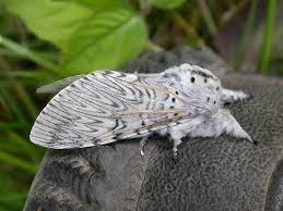 Attēlu rezultāti vaicājumam “Cerura vinula imago”