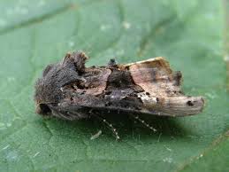 Attēlu rezultāti vaicājumam “Euplexia lucipara”