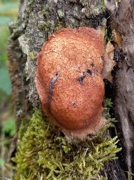 Attēlu rezultāti vaicājumam “Fuligo leviderma”