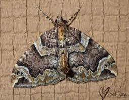 Attēlu rezultāti vaicājumam “Eulithis sp.”