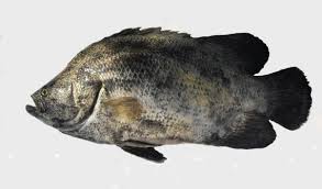 Image result for Lobotes surinamensis