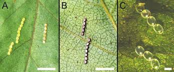 Attēlu rezultāti vaicājumam “Capsus ater imago”
