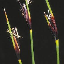 Attēlu rezultāti vaicājumam “Schoenus ferrugineus flower”