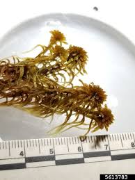 Attēlu rezultāti vaicājumam “Sphagnum fuscum”