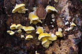 Attēlu rezultāti vaicājumam “Antrodiella serpula”