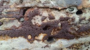 Attēlu rezultāti vaicājumam “Arcyria stipata spores”