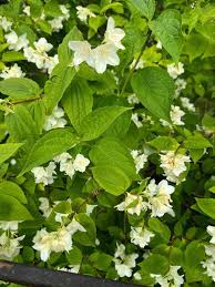 Attēlu rezultāti vaicājumam “Philadelphus coronarius leaf”