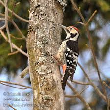 Attēlu rezultāti vaicājumam “Dendrocopos leucotos”