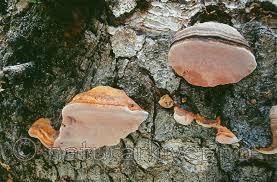 Attēlu rezultāti vaicājumam “Fomitopsis rosea”