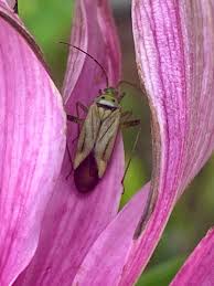 Attēlu rezultāti vaicājumam “Adelphocoris quadripunctatus imago”