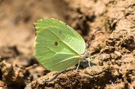 Attēlu rezultāti vaicājumam “Gonepteryx rhamni upperside”