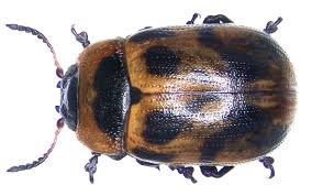 Attēlu rezultāti vaicājumam “Gonioctena viminalis”