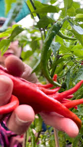 Afbeeldingsresultaat voor joe long cayenne hot pepper
