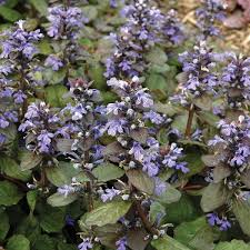 Attēlu rezultāti vaicājumam “Ajuga reptans flower”