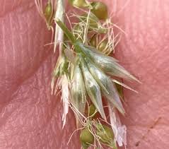 Attēlu rezultāti vaicājumam “Rhynchospora alba leaf”