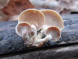 Attēlu rezultāti vaicājumam “Panellus stipticus”