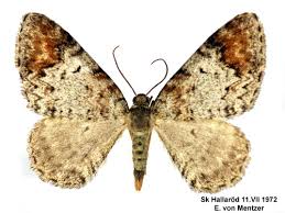 Attēlu rezultāti vaicājumam “Venusia blomeri”