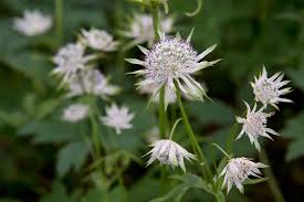Attēlu rezultāti vaicājumam “Astrantia major flower”