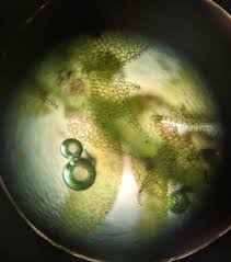 Attēlu rezultāti vaicājumam “Lophocolea coadunata”