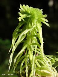 Attēlu rezultāti vaicājumam “Sphagnum quinquefarium”