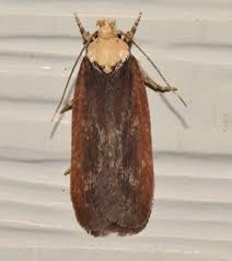 Attēlu rezultāti vaicājumam “Depressaria depressana”