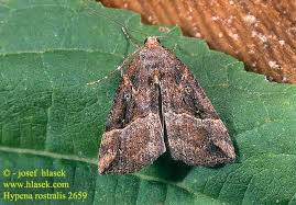 Attēlu rezultāti vaicājumam “Hypena rostralis”