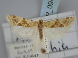 Attēlu rezultāti vaicājumam “Aethes margaritana”