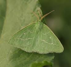 Attēlu rezultāti vaicājumam “Thetidia smaragdaria”