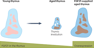 Image result for Thymus